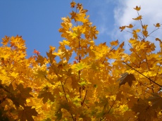 Осенняя красота в Шамордино