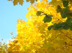 Золотая осень